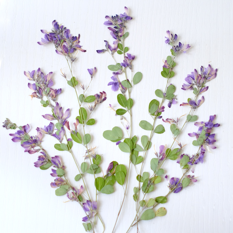 Resin Art Bookmark - 6 Buah, Bunga Kering Lespedeza Formosa