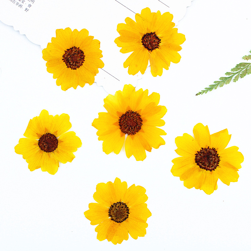 Resin Art Bookmark - 24 buah, Bunga Krisan Asli yang