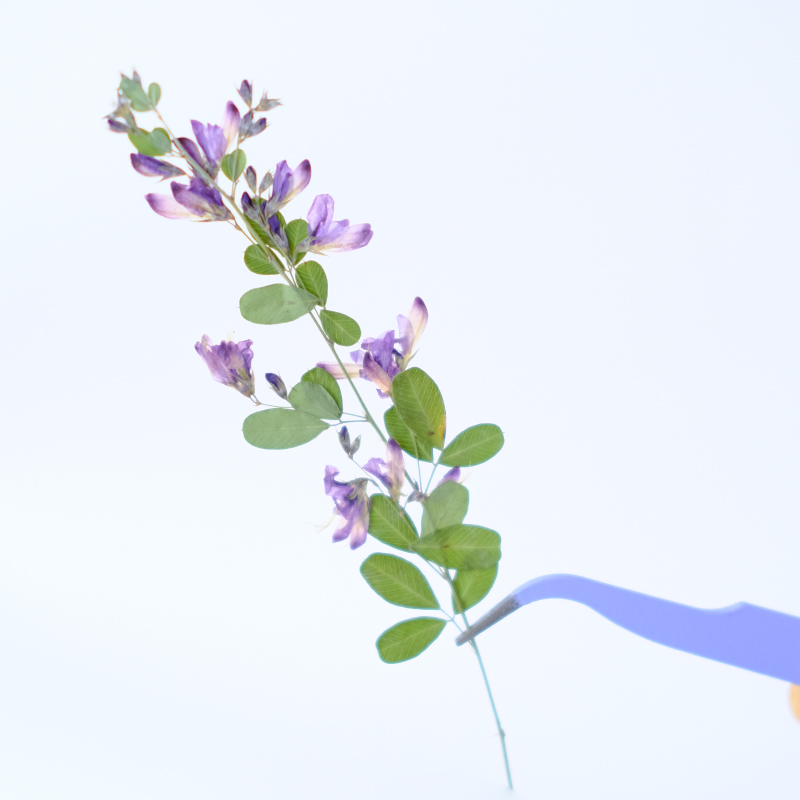 6 Buah, Bunga Kering Lespedeza - Resin Art Bookmark ulasan dan harga